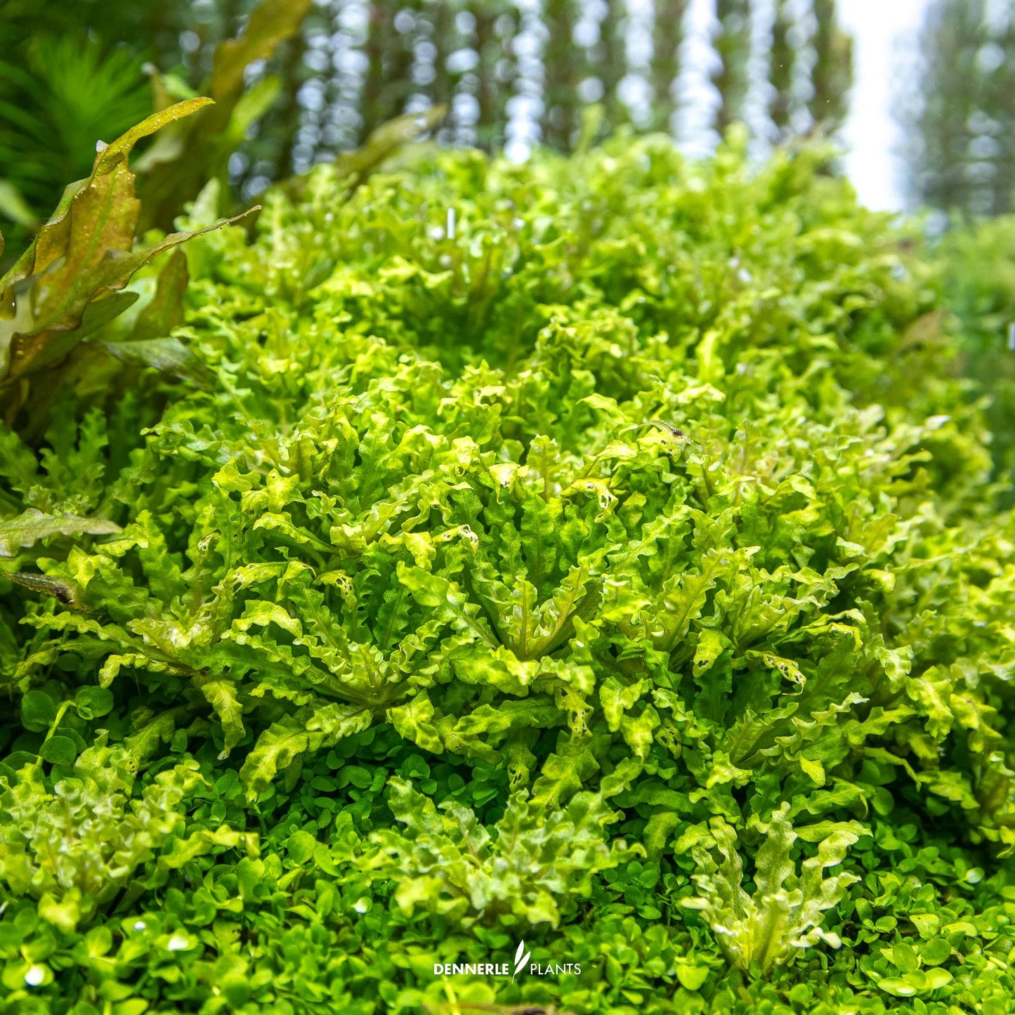 Pogostemon helferi