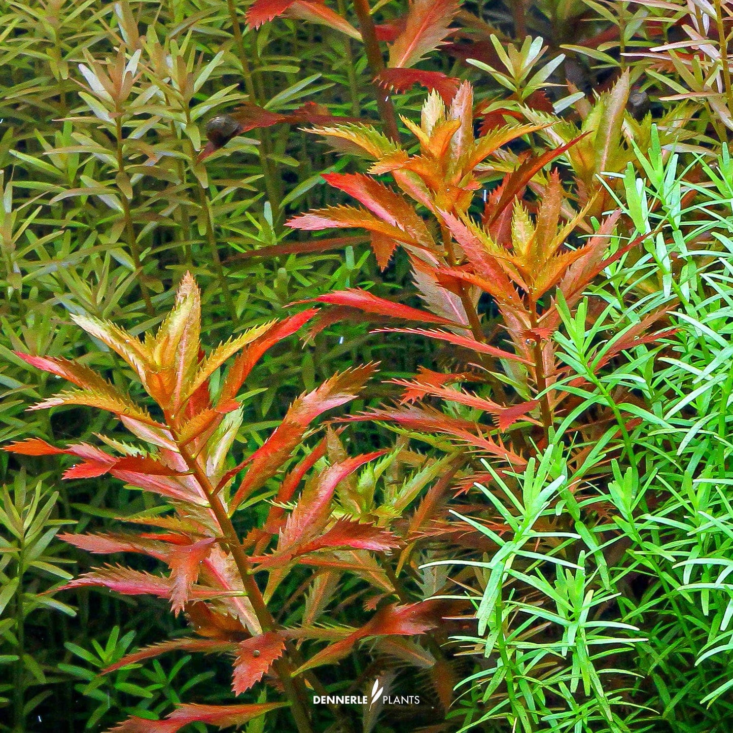 Proserpinaca palustris 'Cuba'