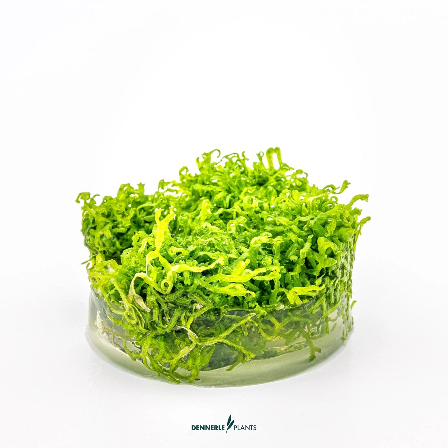 Riccia fluitans