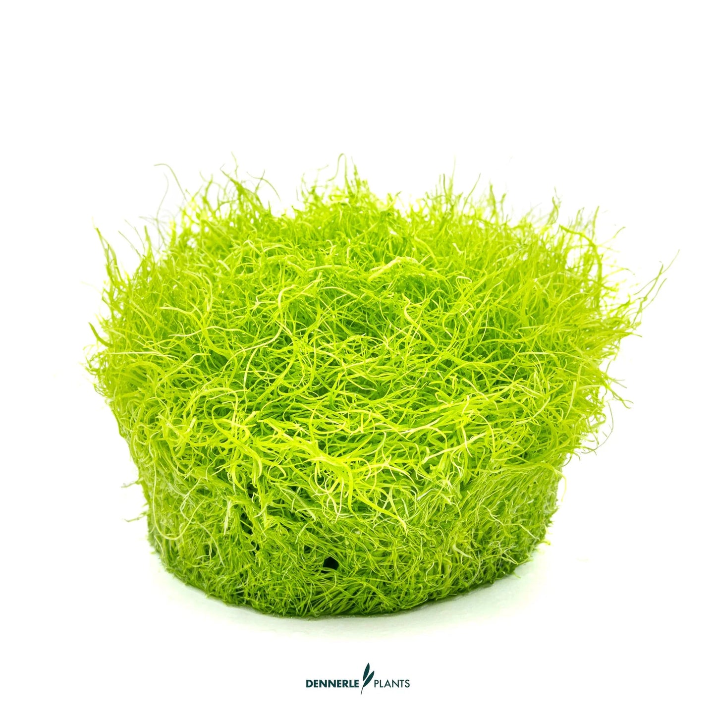 Utricularia graminifolia
