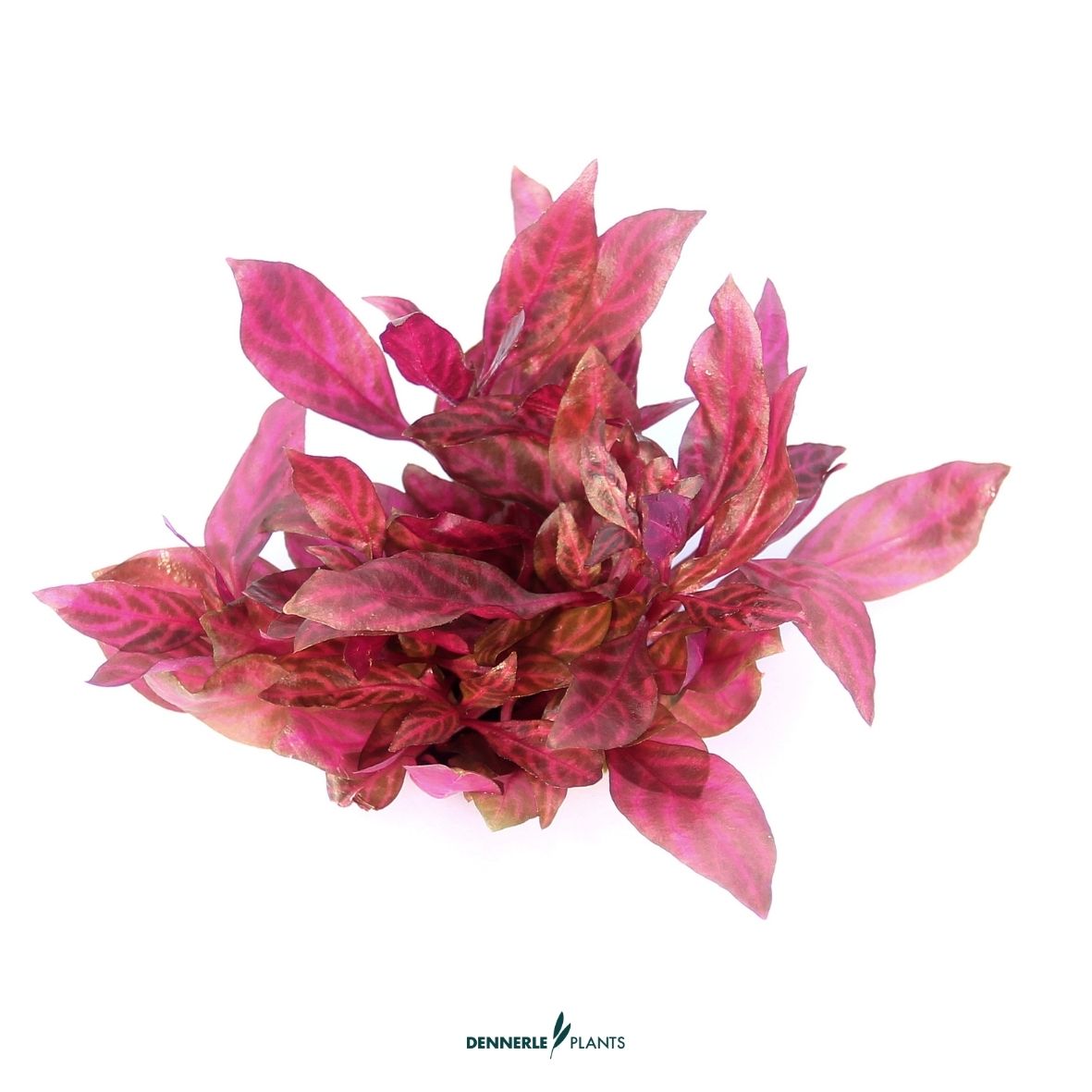 Red/Other Coloured Plants