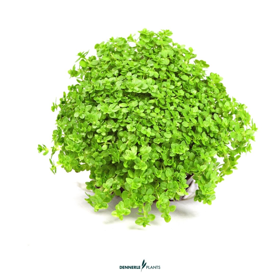Carpeting Plants