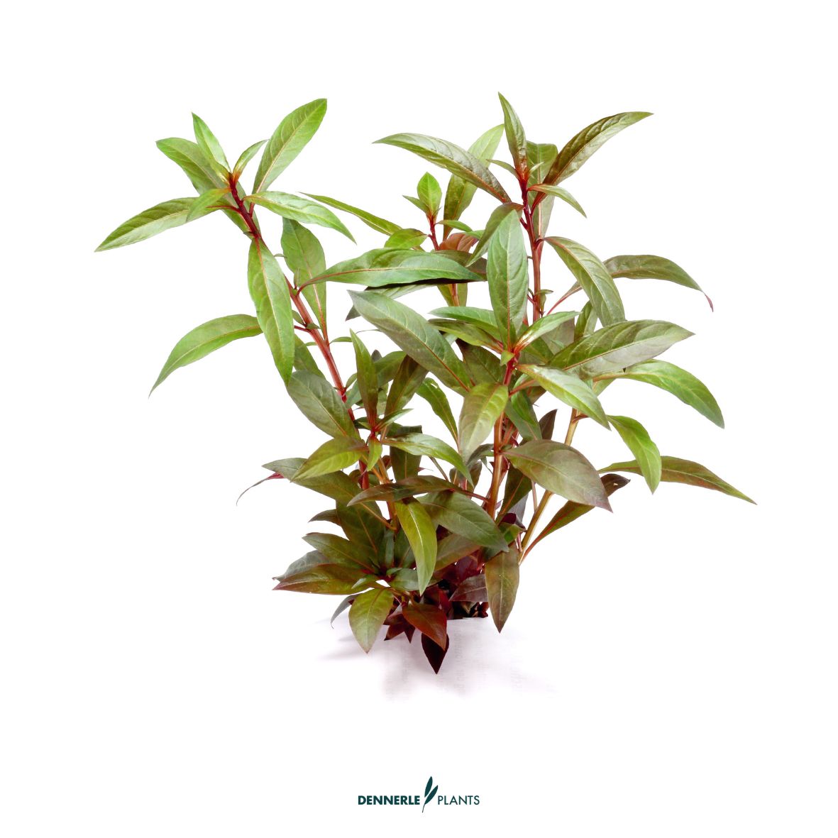 Background Plants