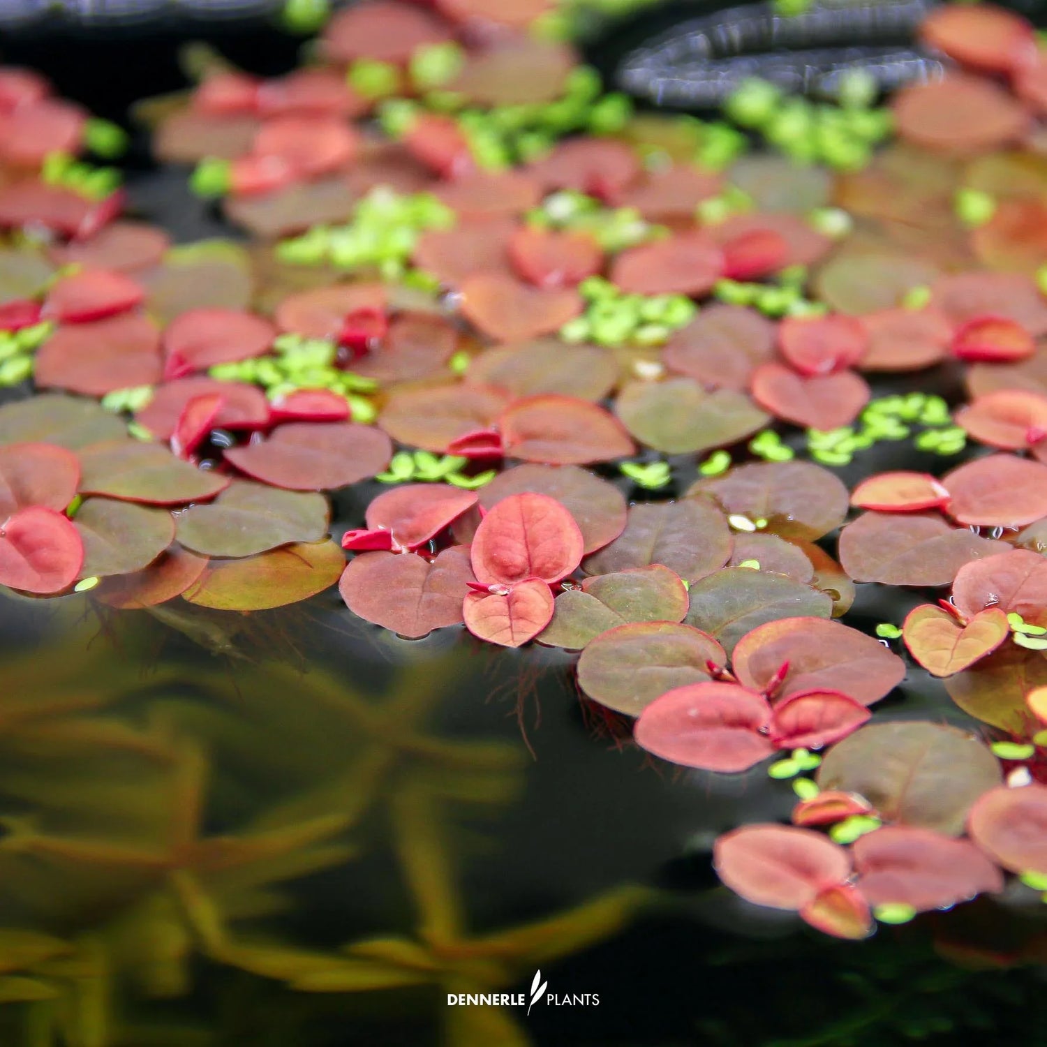 Floating Plants