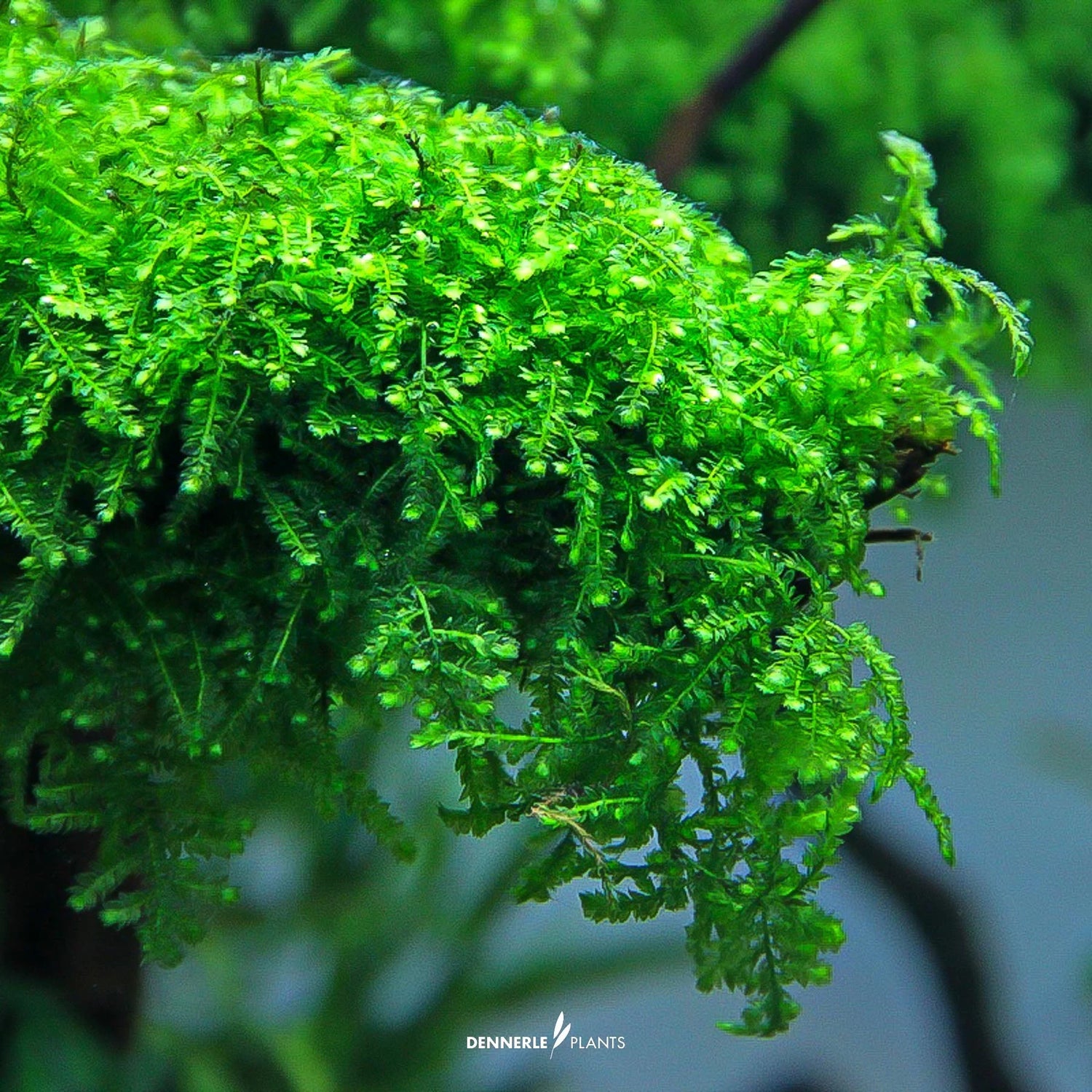 Mosses