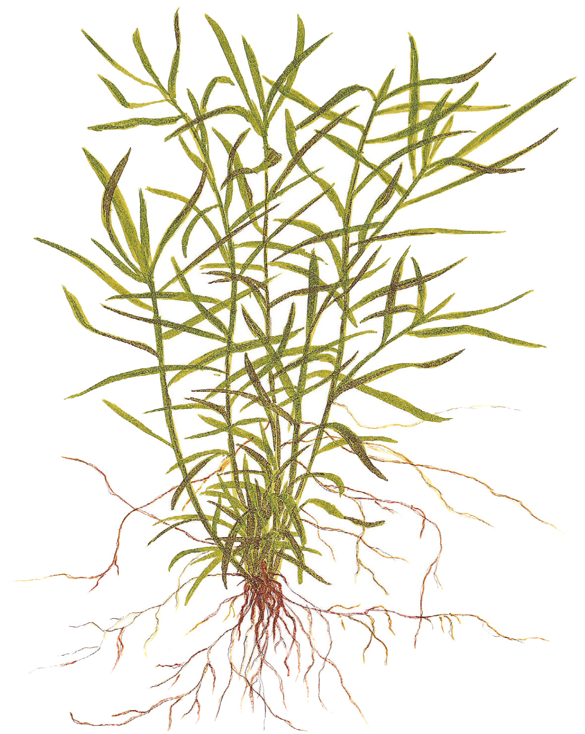 Heteranthera zosterifolica