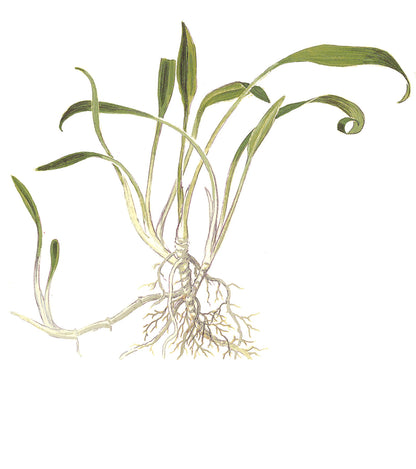Cryptocoryne parva