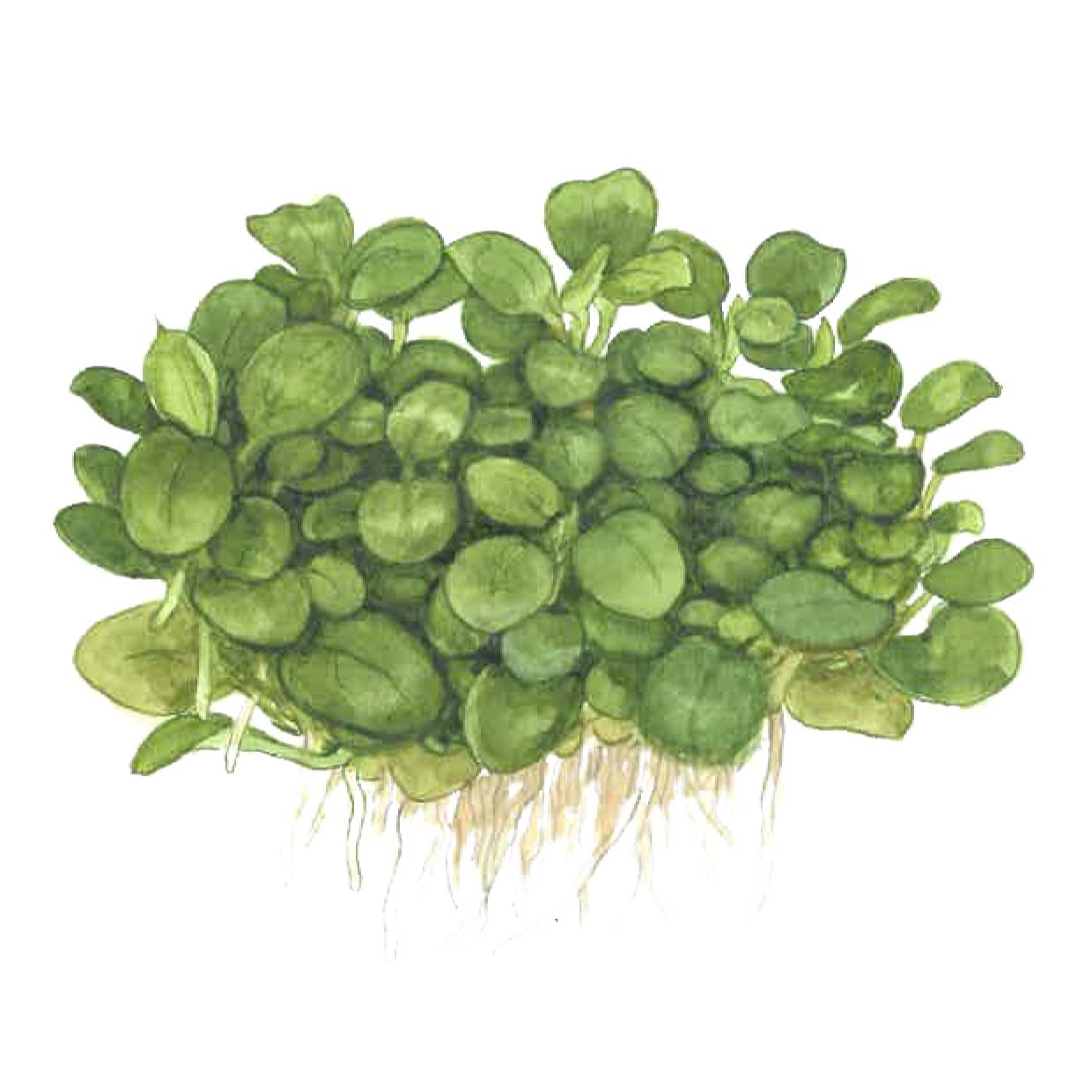 Anubias barteri "Mini Coin'