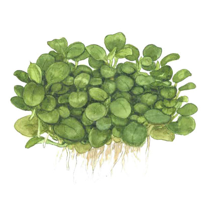 Anubias barteri "Mini Coin'