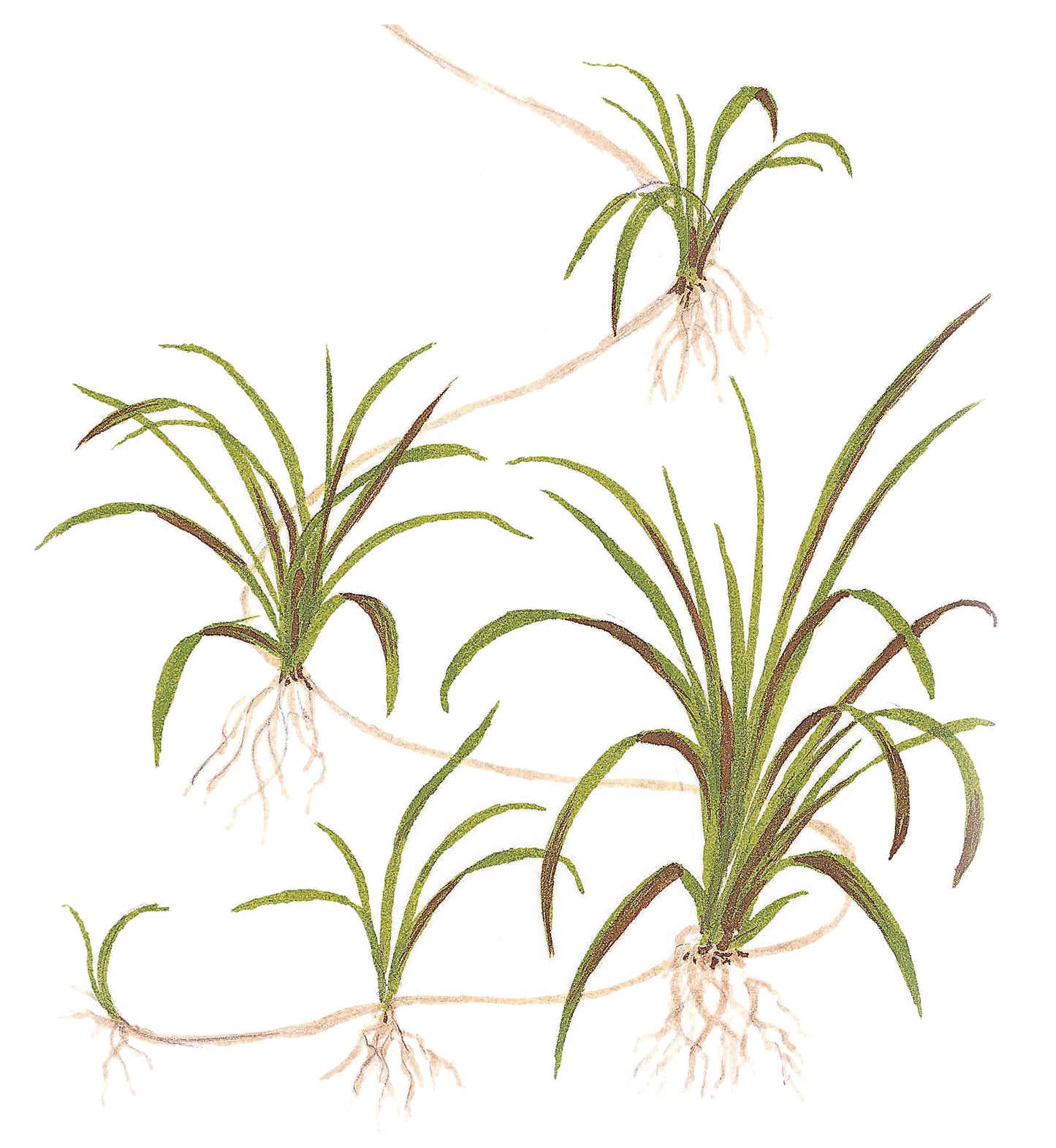 Helanthium tennellum 'Green'