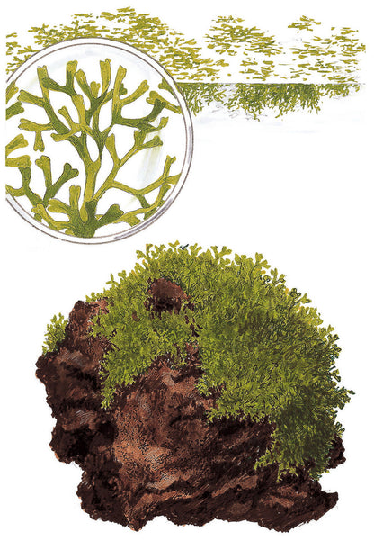 Riccia fluitans