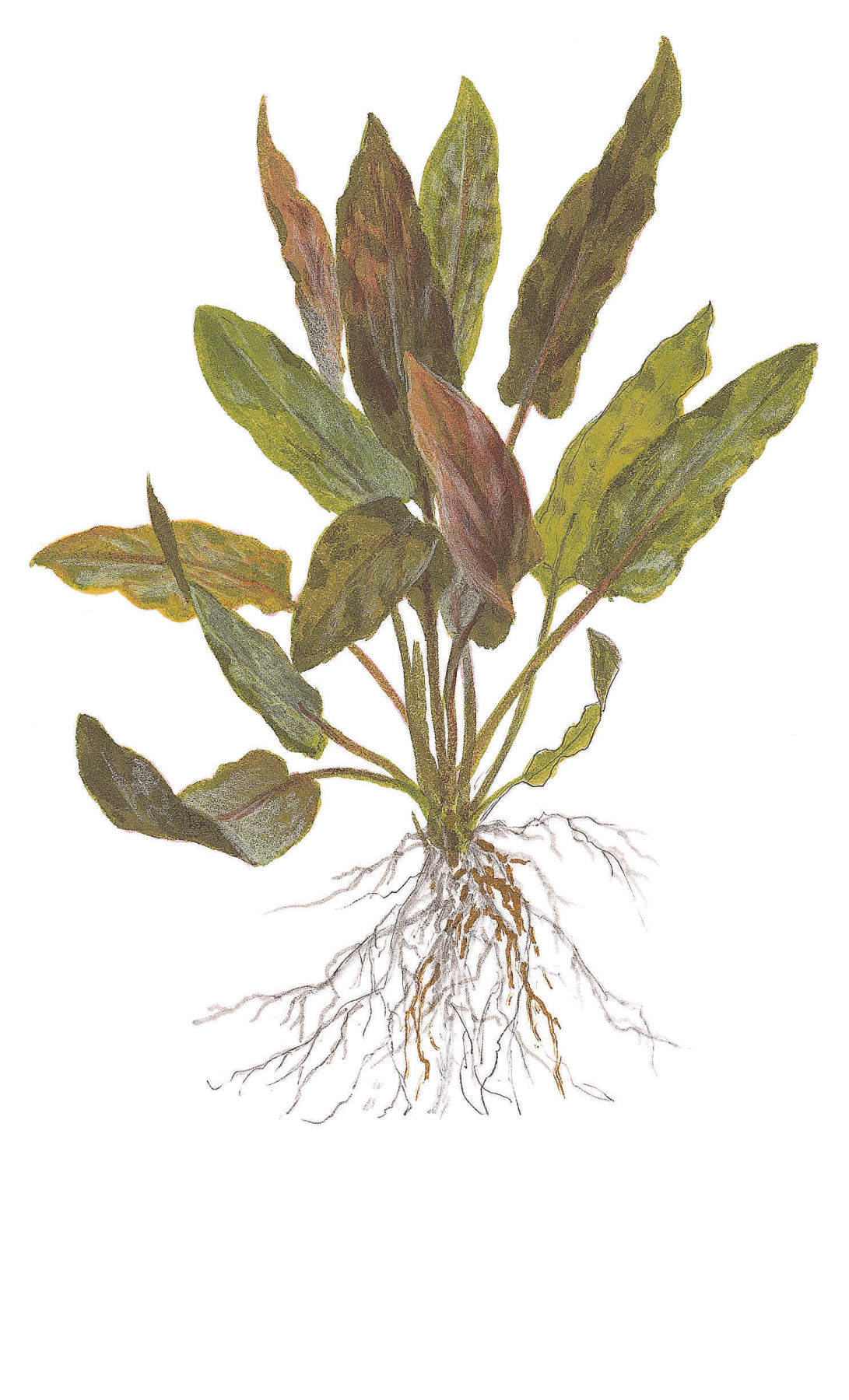 Cryptocoryne undulatus 'Broad Leaf'
