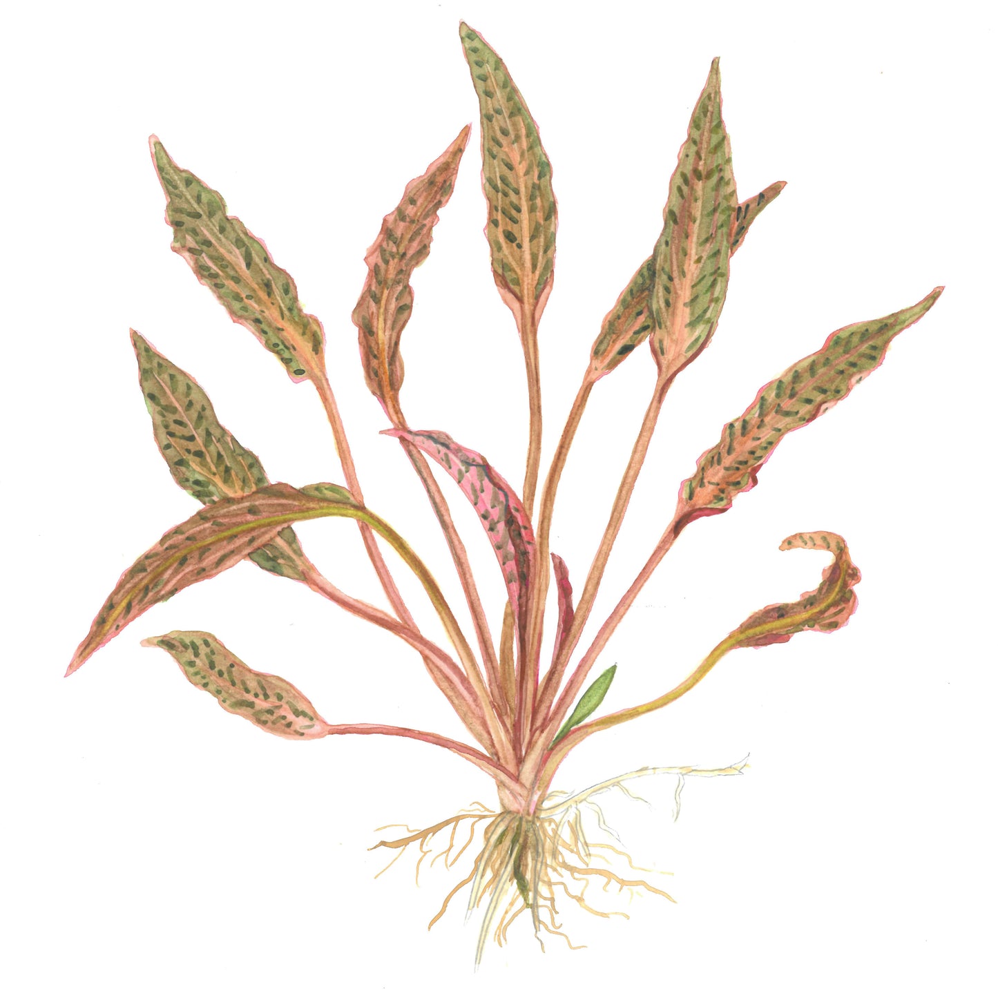 Crptocoryne nurii