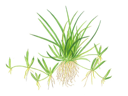 Littorella uniflora