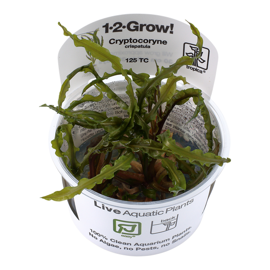 Cryptocoryne crispatula