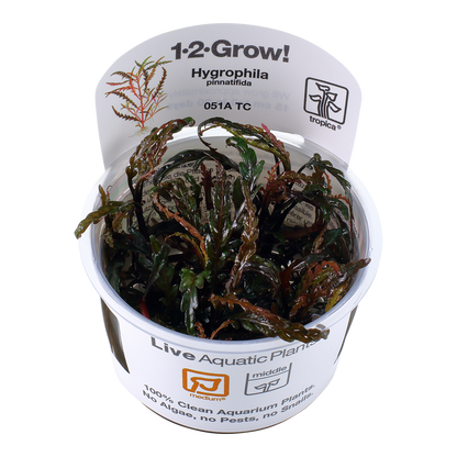 Hygrophila pinnatifida