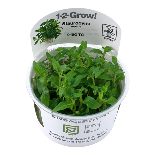 Staurogyne repens