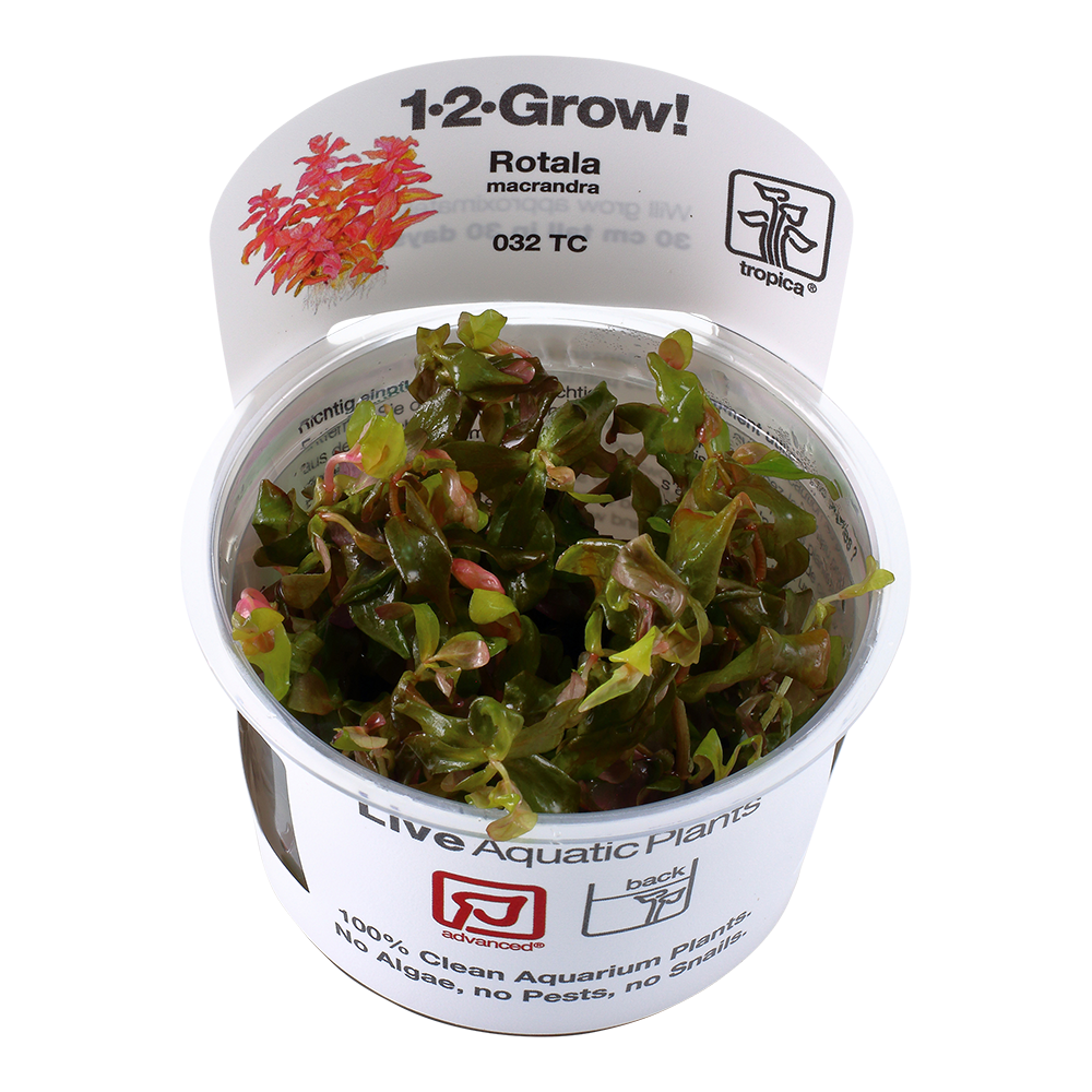 Rotala macrandra