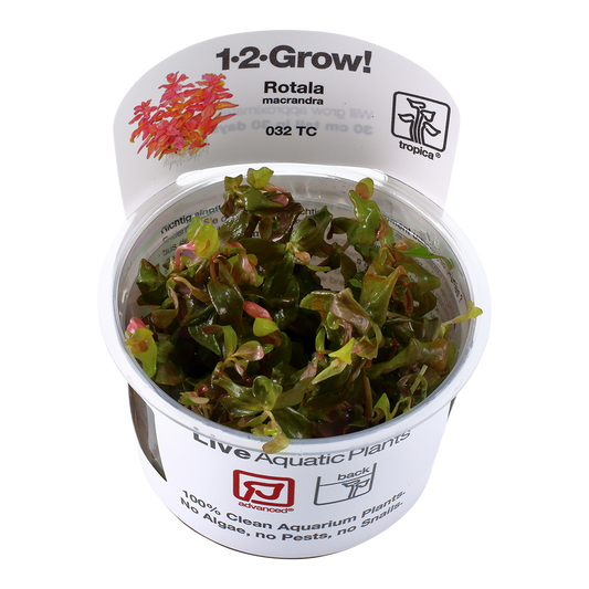 Rotala macrandra