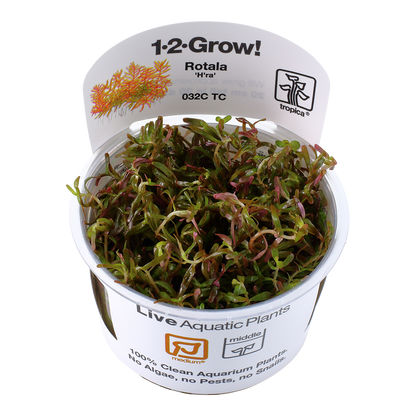 Rotala rotundifolia 'H'ra'