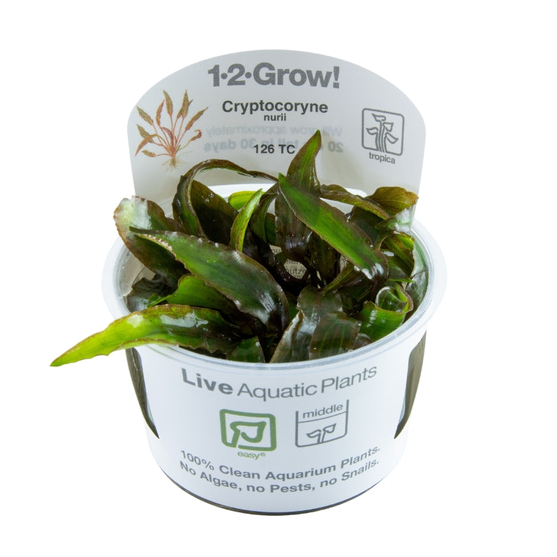 Crptocoryne nurii
