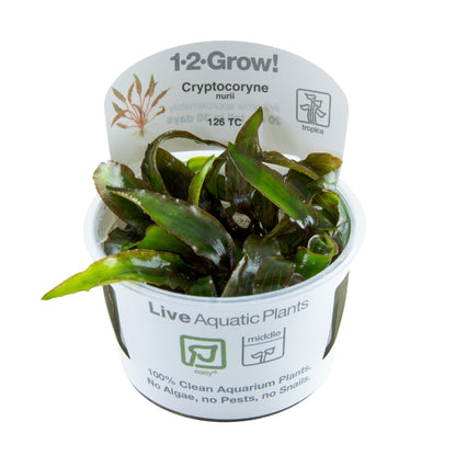 Crptocoryne nurii