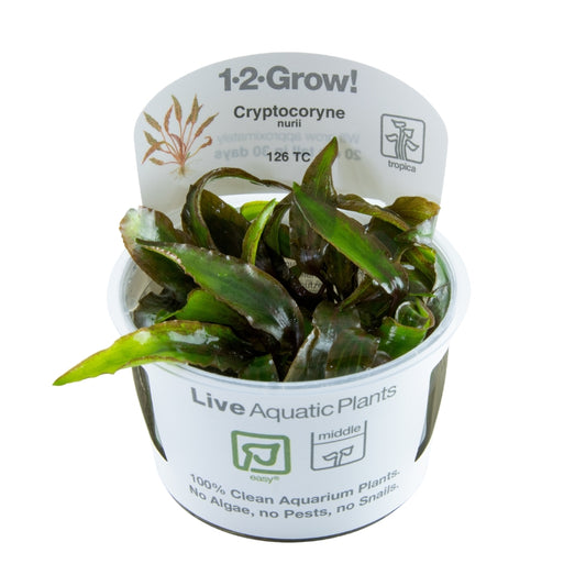 Crptocoryne nurii