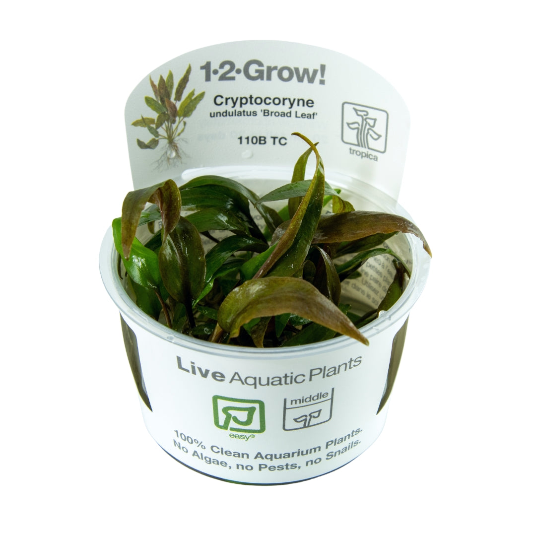 Cryptocoryne undulatus 'Broad Leaf'