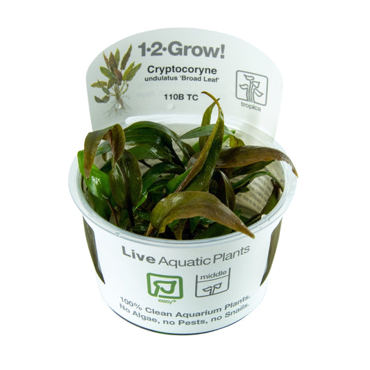 Cryptocoryne undulatus 'Broad Leaf'
