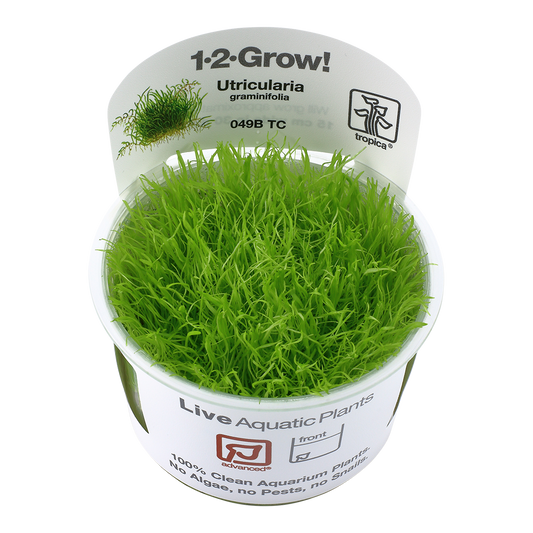 Utricularia graminifolia