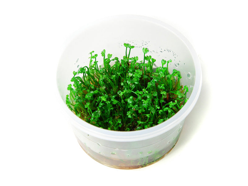 Marsilea minuta