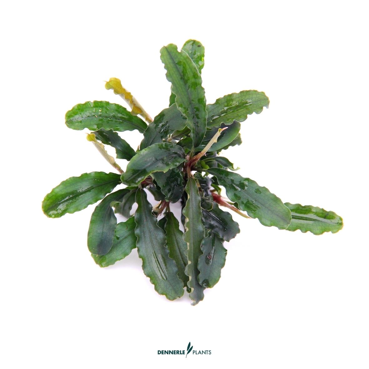 Bucephalandra pygmaea 'Bukit Kelam'