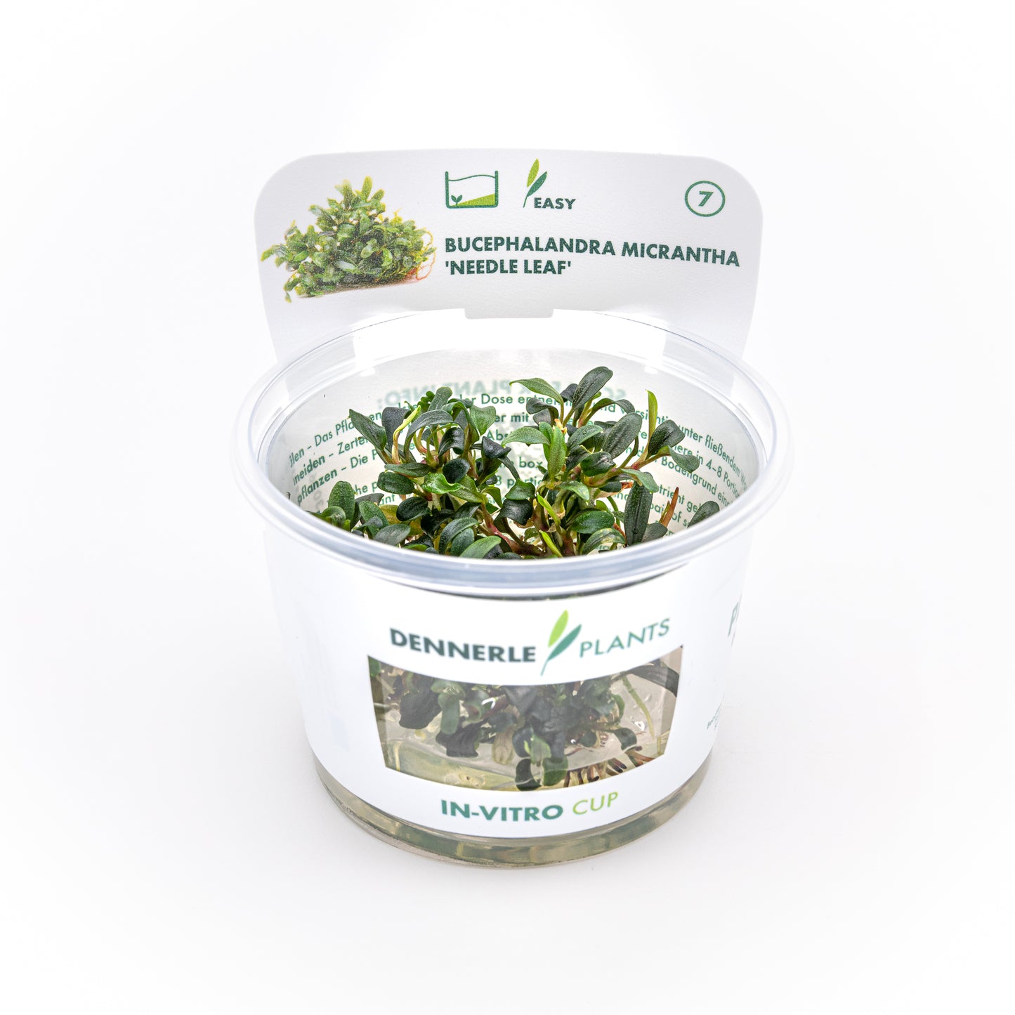 Bucephalandra micrantha 'Needle Leaf'