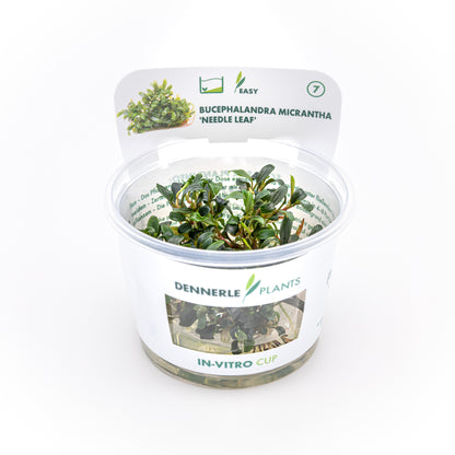 Bucephalandra micrantha 'Needle Leaf'
