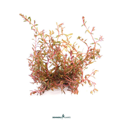 Rotala Rotundifolia 'H'ra'