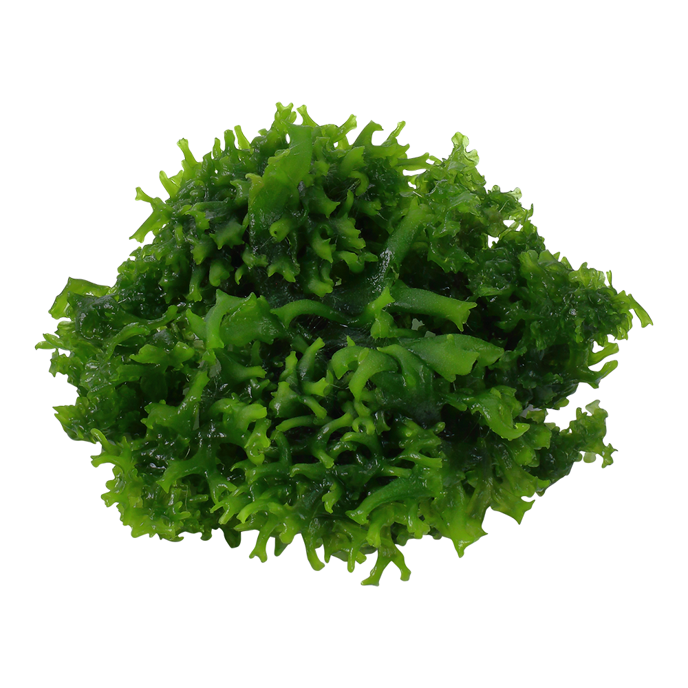 Monosolenium tenerum