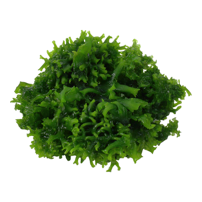 Monosolenium tenerum