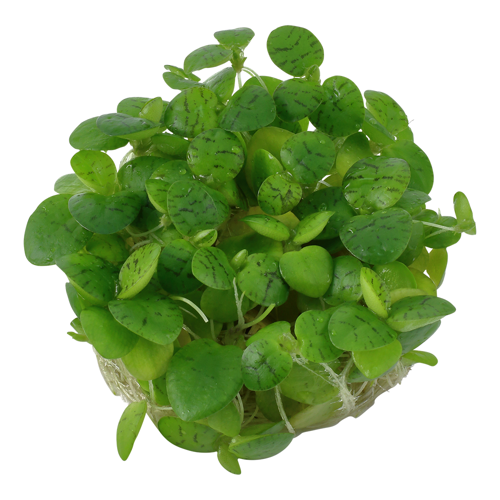 Limnobium laevigatum