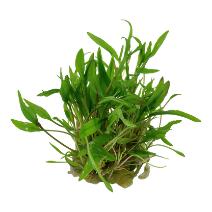 Cryptocoryne wendtii 'Green'
