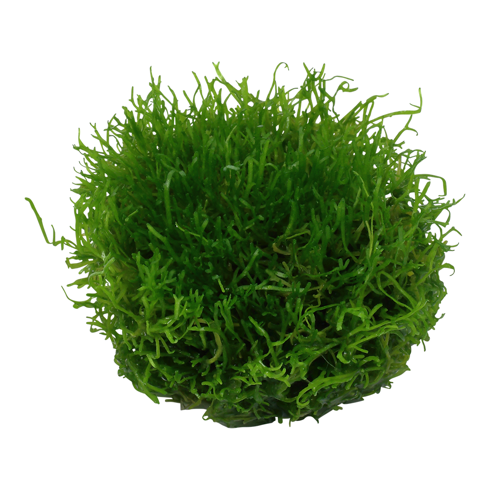 Riccia fluitans