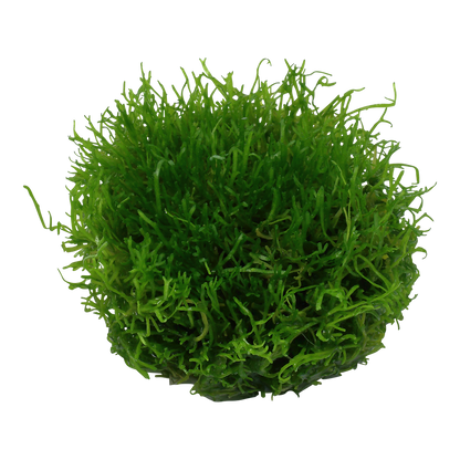 Riccia fluitans