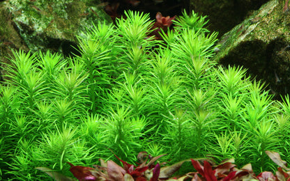 Pogostemon deccanensis