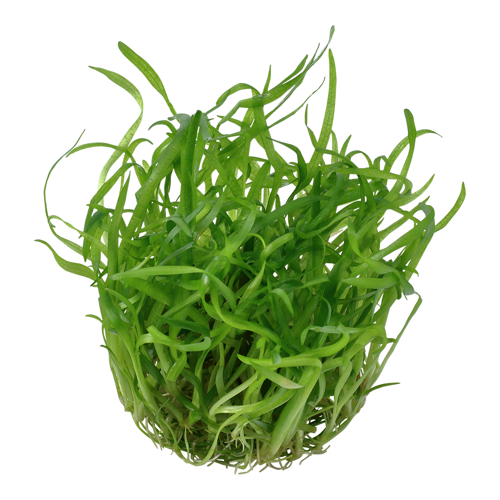 Sagittaria subulata