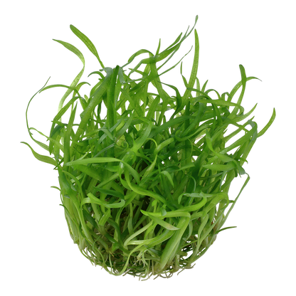 Sagittaria subulata