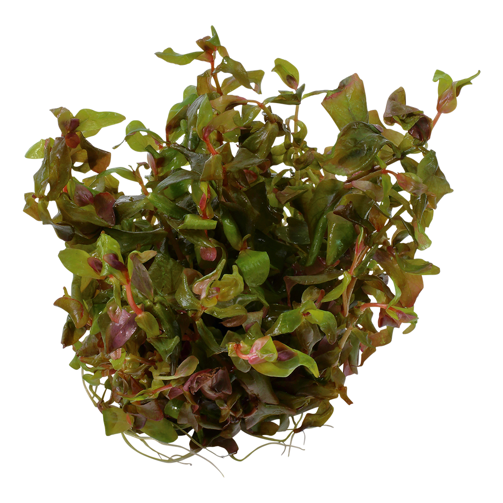 Rotala macrandra