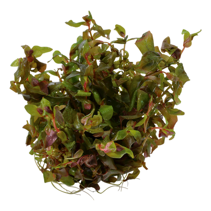 Rotala macrandra