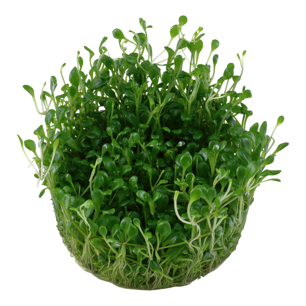 Glossostigma elatinoides