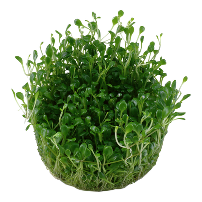 Glossostigma elatinoides