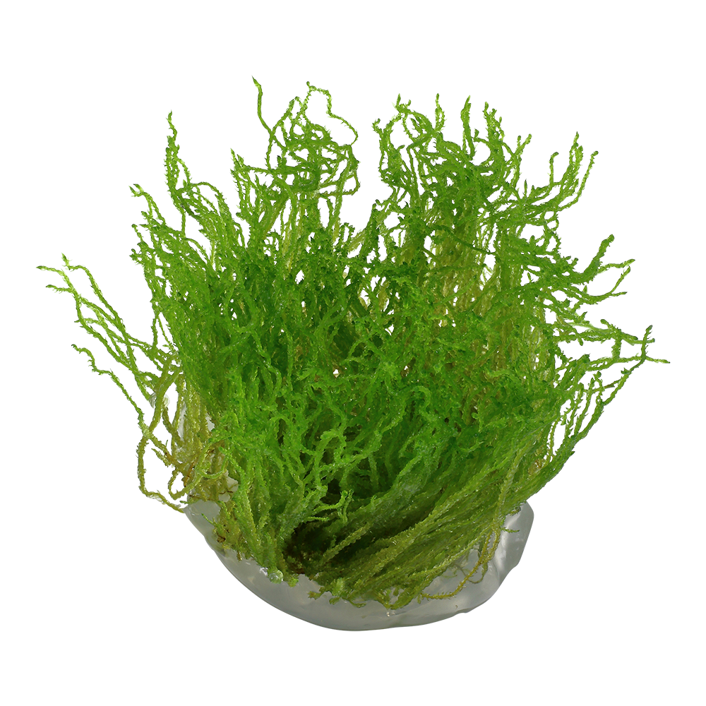 Taxiphyllum sp. 'Flame Moss'