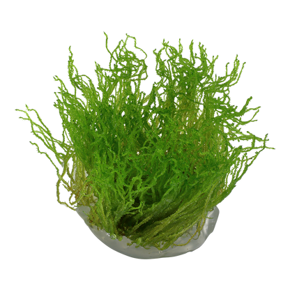 Taxiphyllum sp. 'Flame Moss'